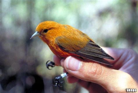 Hawaiian Birds Native Birds Of Hawaii Bioexplorer