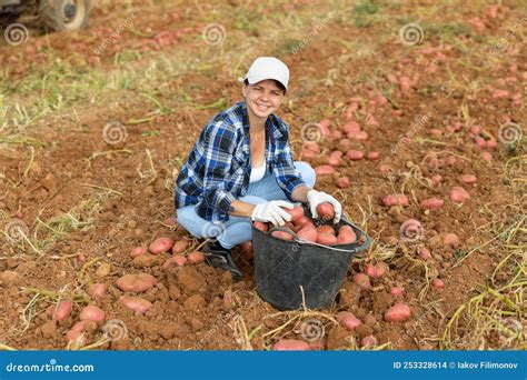 Woman Farmer Harvesting Potato On Farm Field Stock Photo Image Of