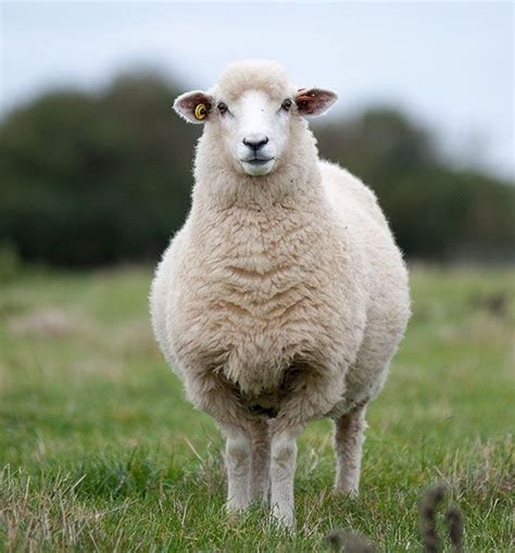 A White Sheep Standing On Top Of A Lush Green Field