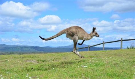 Why is Australia so hopping mad? - Australian Geographic