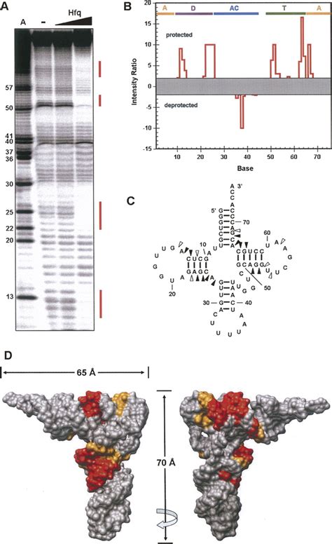 The Rna Binding Protein Hfq Interacts Specifically With Trnas