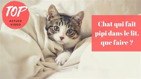 3 astuces éprouvées pour empêcher votre chat de faire pipi sur les