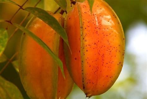 Star Fruit Benefits In Hindi स्टार फ्रूट के फायदे न्यूट्रिशन साइड इफेक्ट