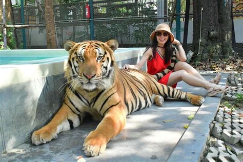 Tiger Park Pattaya Admission | Thailand Tickets - Start from THB 298.69