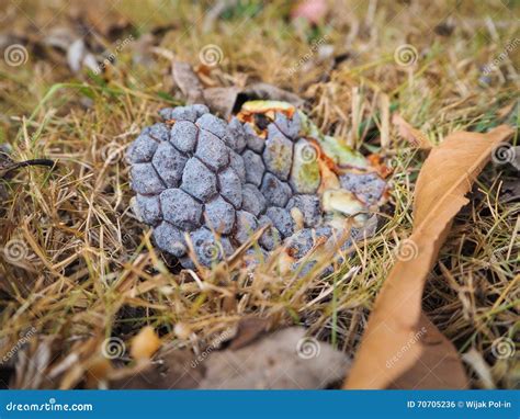 Rotten Sugar Apple Stock Photos Free And Royalty Free Stock Photos From