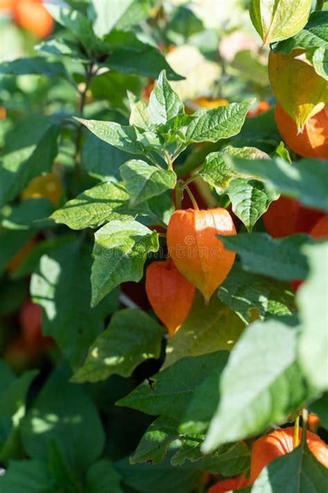 Alkekengi Officinarum, the Bladder Cherry, Physalis Alkekengi ...