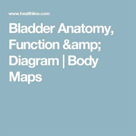 Bladder Anatomy Function Diagram Body Maps Body Map Bladder