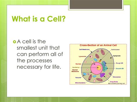 diversity  cells