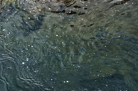 Rare Oregon Smelt Run Brings Out Droves Of Dippers To Sandy River