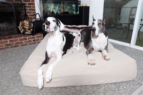 Updated Best Great Dane Dog Beds In 2024 Great Dane K9