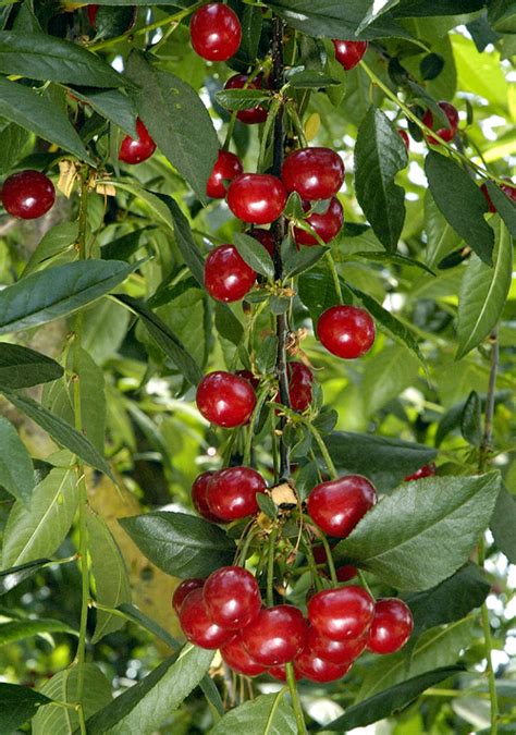 Buy North Star Cherry Trees Burnt Ridge Nursery For Sale Burnt