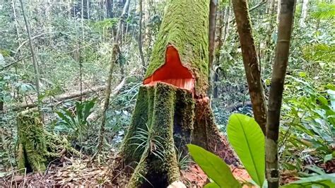 Penuh Lumut Menebang Pohon Meranti Batu Di Hutan Kalimantan Timur