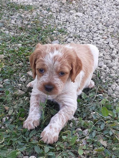 Chiot Elevage Du Chêne Truffier eleveur de chiens Epagneul Breton