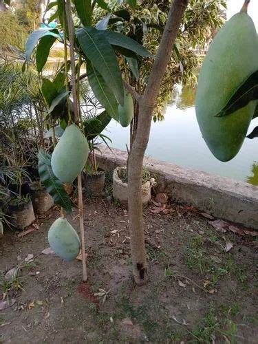 Noorjahan Mango Plant At Rs 1500piece Mango Tree In Guntur Id