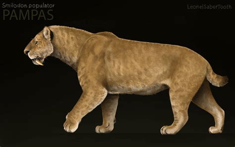 Smilodon Populator By Leonelsabertooth On Deviantart