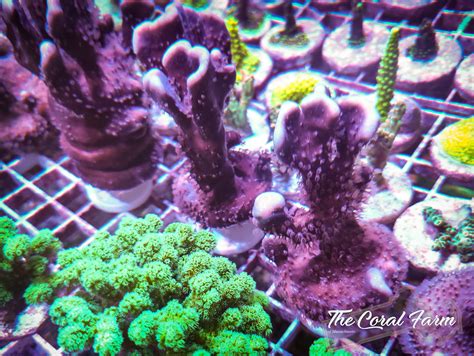 Blue Ridge Coral Frags - Buy Online!