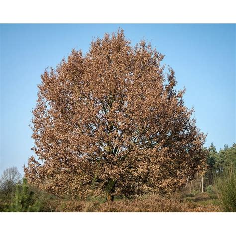 Crown Autumn Winter Leaves Tree Oak Oak Leaves-20 Inch By 30 Inch ...