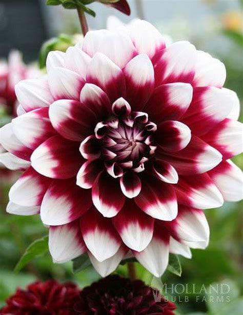 Eden Brothers Dahlia Bulbs (Decorative) - Labyrinth, Non-GMO Bulbs for Planting, 4 Bulbs | Low ...