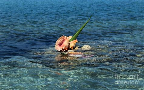 Conch Shell And Aloe Vera Display Jamaica Photograph By Marjorie Imbeau