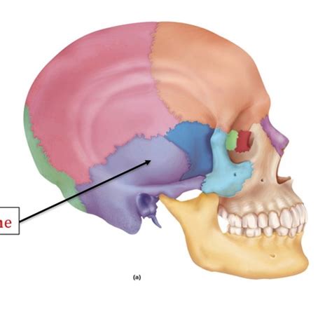 Psio Lab Axial Skeleton Flashcards Quizlet