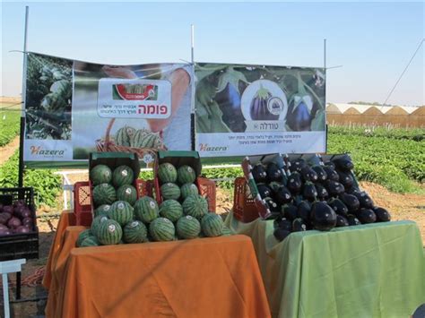 Hazera Presents New Variants At Open Day Israel Agricultural