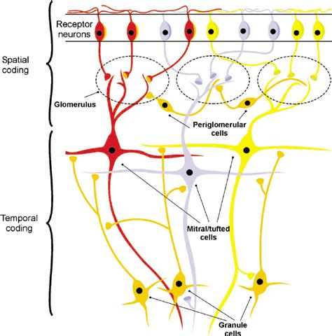 Synaptic Organization Of The Main Olfactory Bulb Diagram Of A Possible