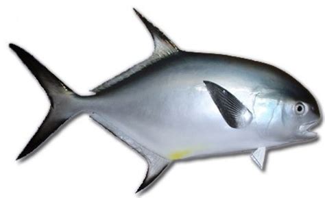 Buy Permit Fish Replica 32 Inch - Beach Coastal Decor - Sea