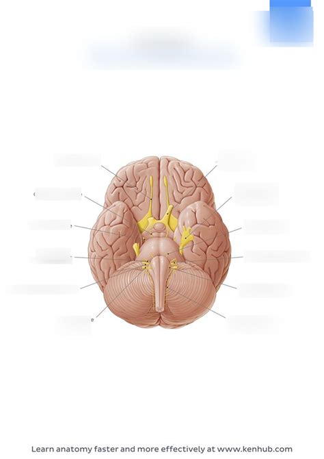 Cranial Nerves Locations Diagram Quizlet