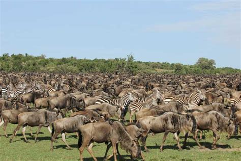 Nairobi 4 Day Masai Mara Lake Nakuru Safari Mid Range GetYourGuide