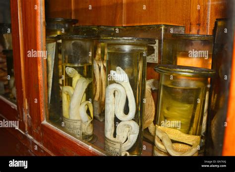 Animal Specimens In Jar Stock Photo Alamy