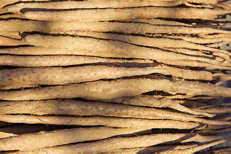 Japanese Mountain Yam Stock Photos, Pictures & Royalty-Free Images - iStock