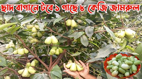 টবে জামরুল গাছের পরিচর্যা । How To Grow Water Apple Plant In Container