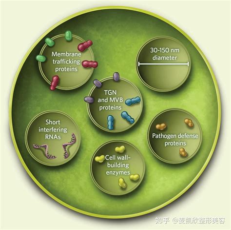 外泌体（exosome）的科普知识 知乎