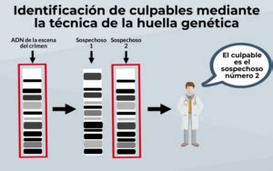 El Blog de Genotipia Curiosidades Genéticas Huella Genética