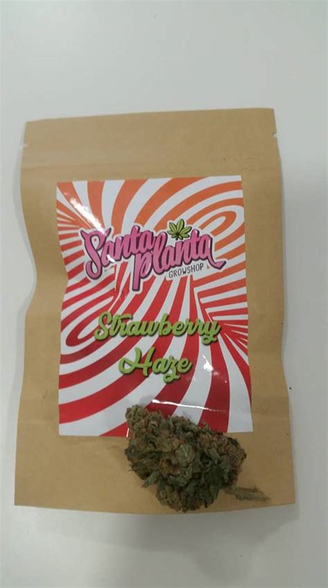 Strawberry Haze Gr Santa Planta Santaplanta Grow Shop