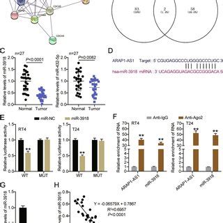 Silencing Arap As Restrains Proliferation And Xenograft Tumor Growth