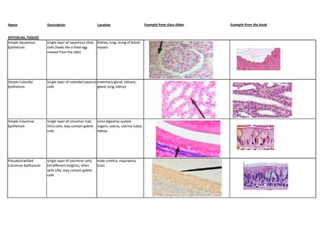 Lab 5 Histology Table Details Name Epithelial Simple Squamous Tissues Description Location