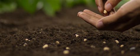 Seed Starting Direct Sowing Succession Planting Be A Gardener National Garden Bureau