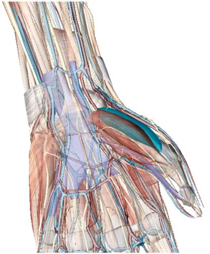 Muscles Of The Wrist And Hand Flashcards Quizlet