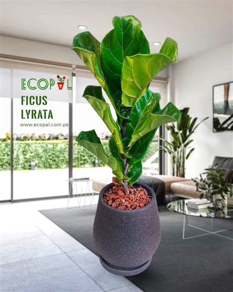 Ficus Lyrata 4 Ecopal Perú