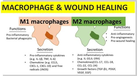 The Role Of Macrophages In Wound Healing YouTube