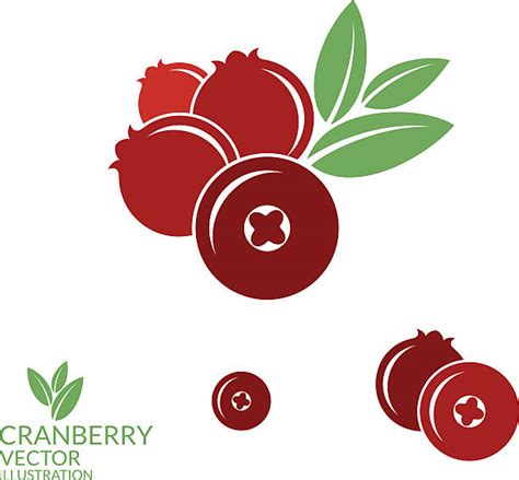 12,000+ Cranberry Plant Stock Illustrations, Royalty-Free Vector ...