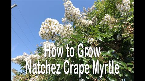 How To Grow Natchez Crape Myrtle White Flowering Crape Myrtle With