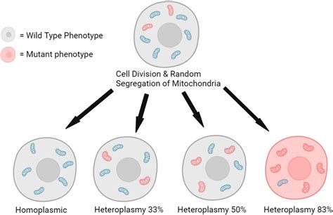 Frontiers Mtdna Deletions And Aging