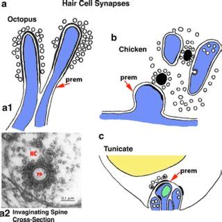 Invaginating Spine Synapses Typically Form With The Photoreceptor