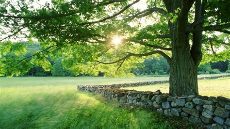 Wallpaper Tree Sun Protection Stone Possession Grass Summer