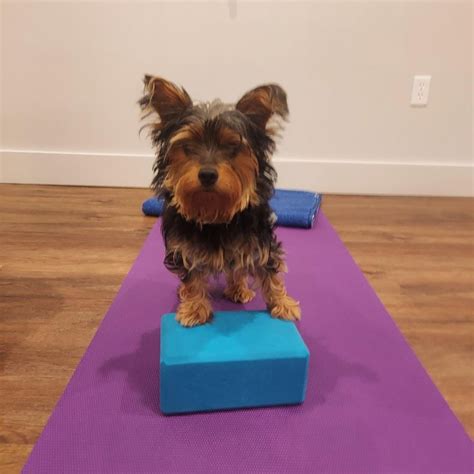 Doga (Gentle Yoga) with Tia the Yoga 1 Studio Dog, 2 Oakwood Blvd, Suite 163 Hollywood, FL ...