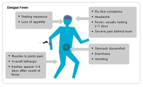 Imdoc Another Reason To Be Careful Of Females Dengue