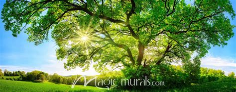 Majestic Oak Tree Wallpaper Wall Mural by Magic Murals