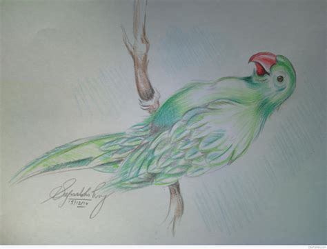 The Parrot Sketch At Paintingvalley Explore Collection Of The